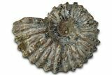 Bumpy Ammonite (Douvilleiceras) Fossil - Madagascar #343837-1